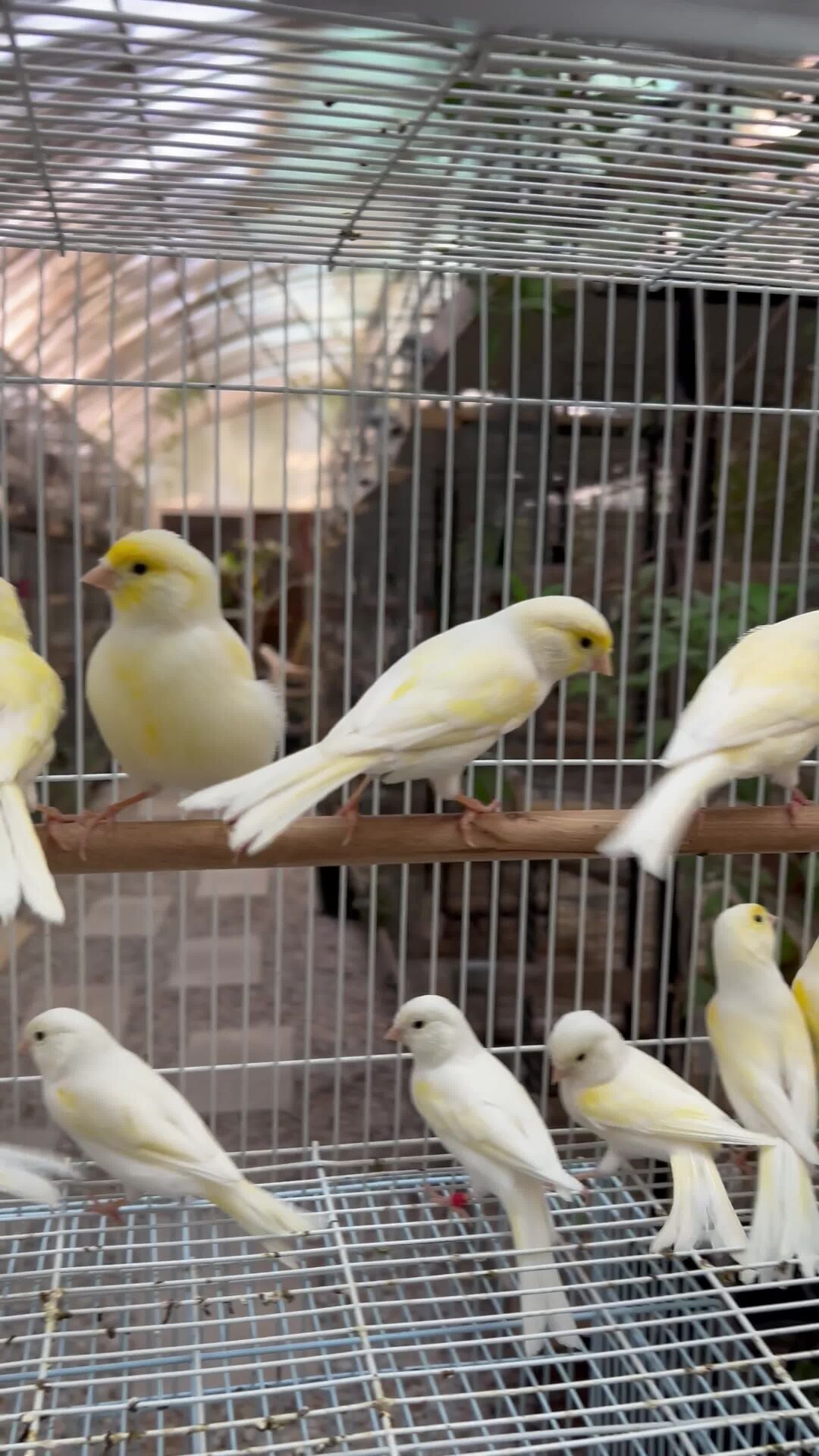 Yellow Canary Mosaic (European)
