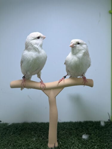 Canary Satini
