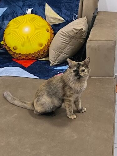 Will be rehomed with all its belong
