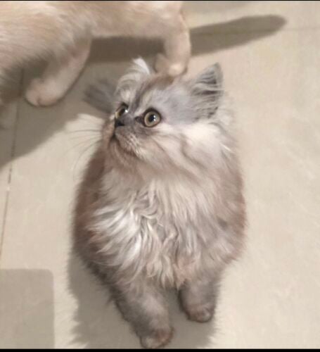 شيرازي