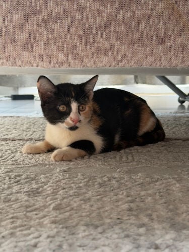 A Female Kitten for Free