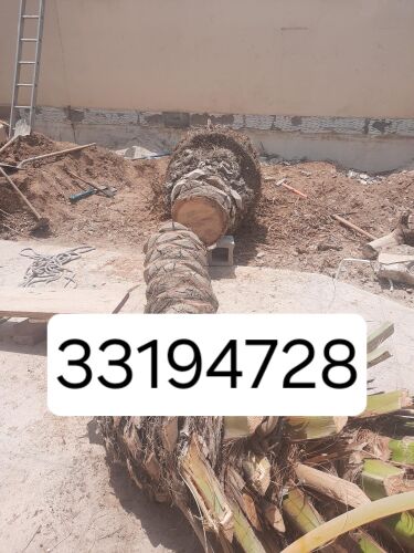 نقوم بتقطيع الاشجار والنخيل