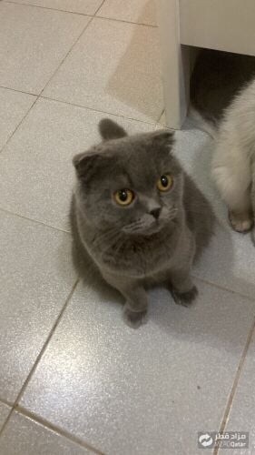 scotish fold and British Longhair