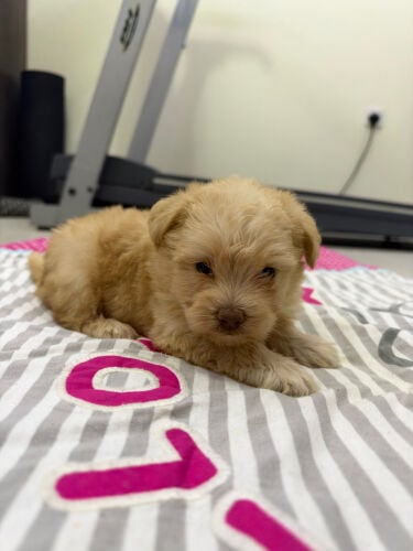female maltipoo puppy