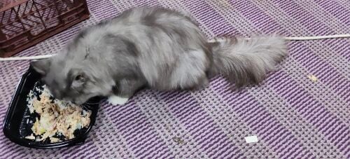 Lost cat
