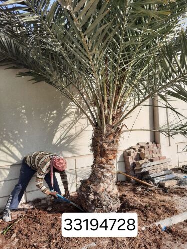 نقوم بتقطيع الاشجار والنخيل
