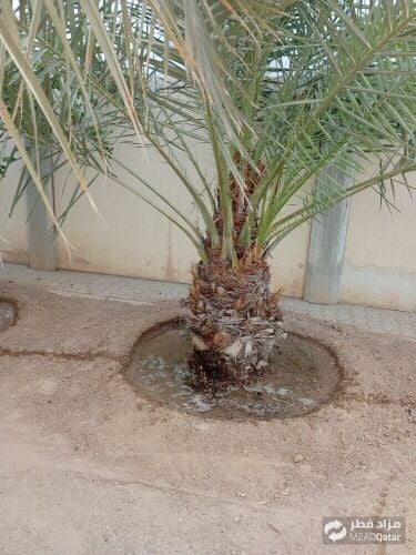 مھروان البلوشی