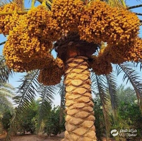 العنايه بالنخيل ومتابعه شهريه للح