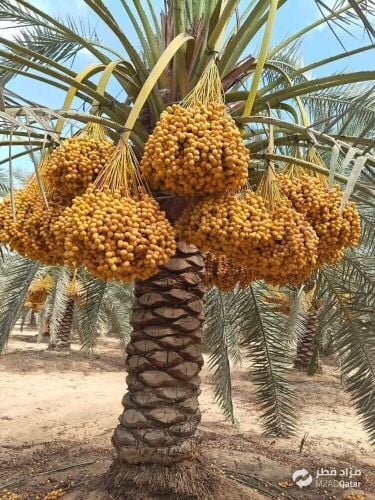 نخل خدمات ومتابعه شهريه
