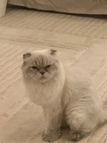 قطه انثى للتبني