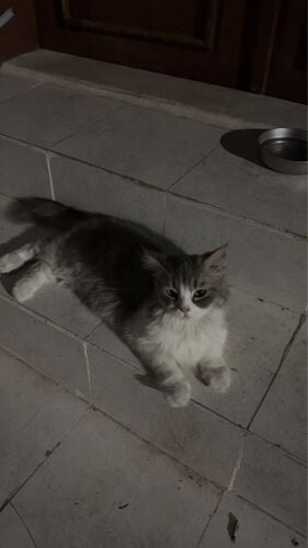 للتبني
