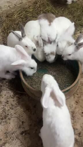 Beautiful Rabbit for sale 