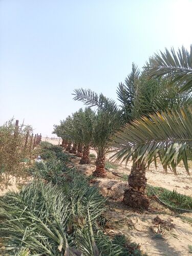 العنايه بالنخيل