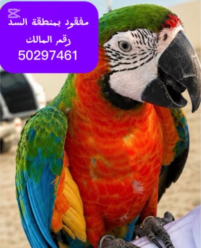 بمنطقة السد